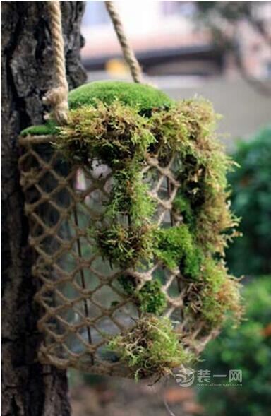 别具一格苔藓装饰技巧 让家居绿色无处不在